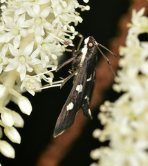 Desmia maculalis