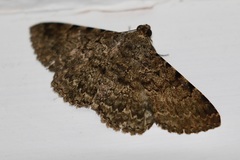 Polydesma boarmoides