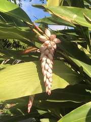 Alpinia nutans