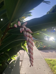 Alpinia nutans