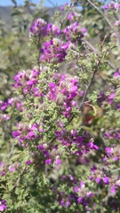 Dalea saffordii