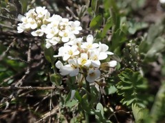 Noccaea fendleri