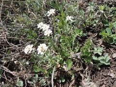 Noccaea fendleri