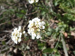 Noccaea fendleri