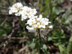 Noccaea fendleri