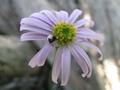 Brachyscome multifida dilatata