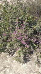 Dalea saffordii