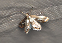 Chrysendeton imitabilis