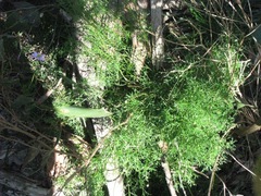 Brachyscome multifida dilatata