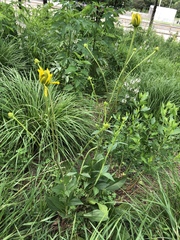 Rudbeckia texana