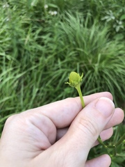 Rudbeckia texana