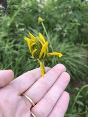Rudbeckia texana