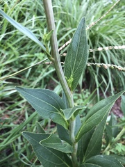 Rudbeckia texana