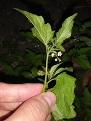 Solanum americanum