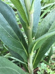 Rudbeckia texana
