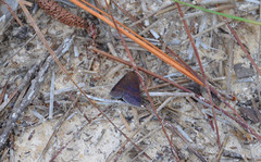 Argyrostrotis deleta