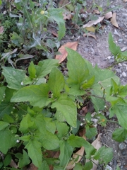Solanum americanum