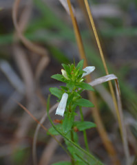 Gratiola virginiana