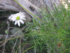 Brachyscome multifida dilatata