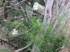 Brachyscome multifida dilatata