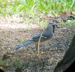 Cyanocitta cristata