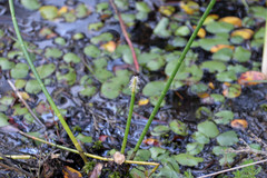 Eleocharis equisetoides