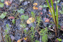 Proserpinaca pectinata