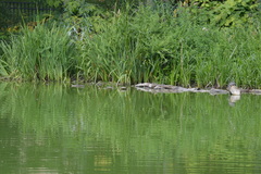 Trachemys scripta elegans