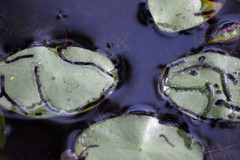 Polypedilum braseniae