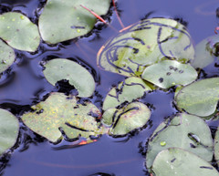 Polypedilum braseniae