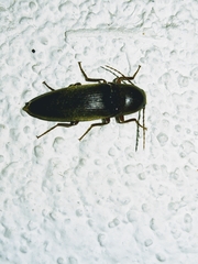 Diplostethus