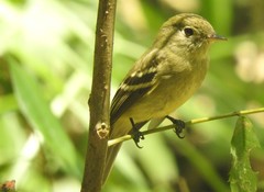 Empidonax flaviventris