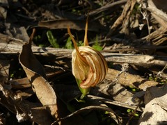 Pterostylis truncata