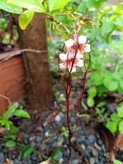 Strophanthus preussii