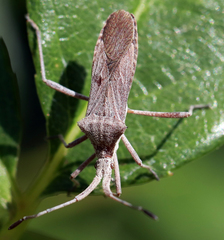 Chariesterus antennator