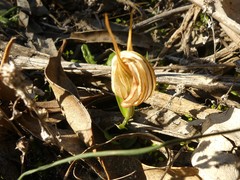 Pterostylis truncata