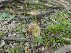 Pterostylis truncata