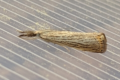 Agriphila plumbifimbriellus
