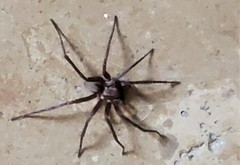 Herpyllus propinquus