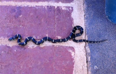 Lampropeltis getula