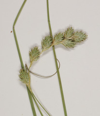 Carex argyrantha