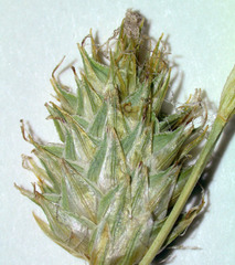 Carex argyrantha