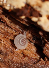 Meredithena dandenongensis