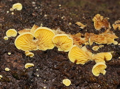 Crepidotus stromaticus