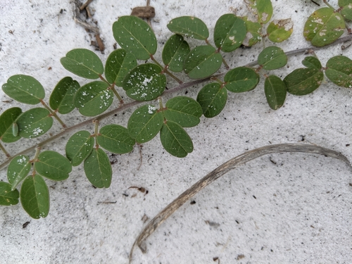 littleleaf milkpea (Galactia microphylla)