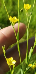 Linum sulcatum