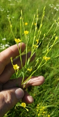 Linum sulcatum