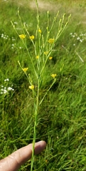 Linum sulcatum