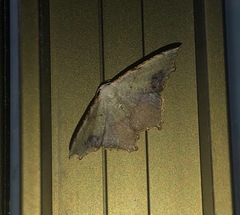 Epicompsa xanthocrossa