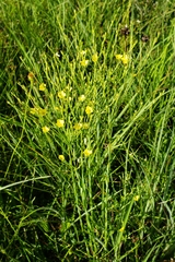 Linum sulcatum